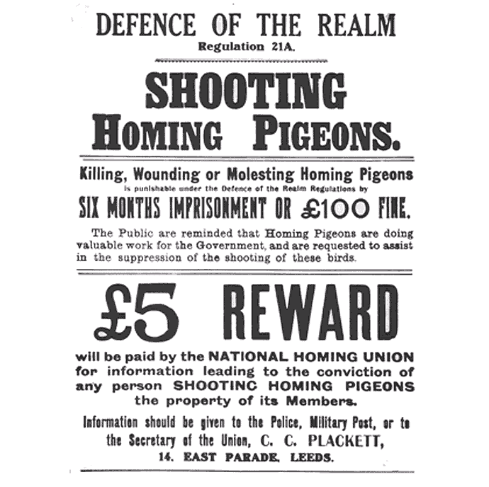 shooting-pigeons