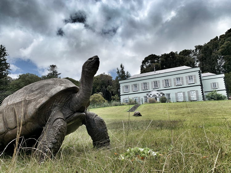Johnathan, the giant tortoise