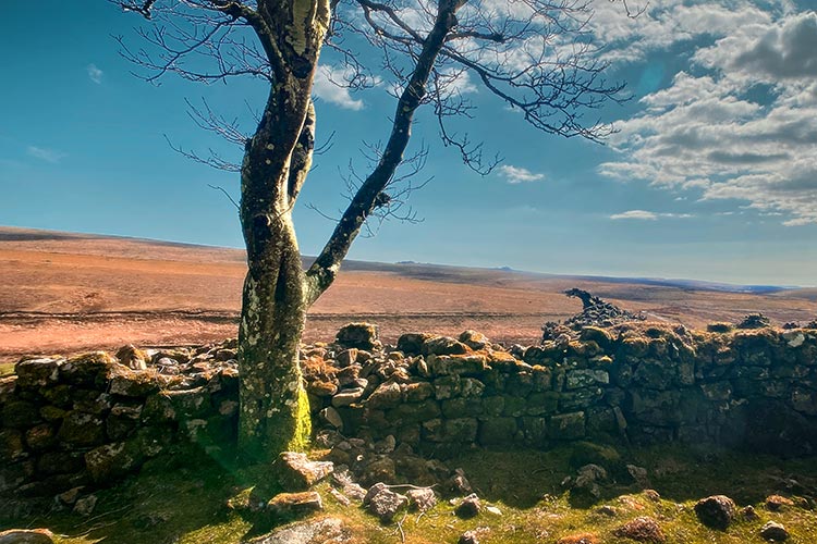 The Moors Stock Photo - Download Image Now - Dartmoor, Devon, Yorkshire -  England - iStock