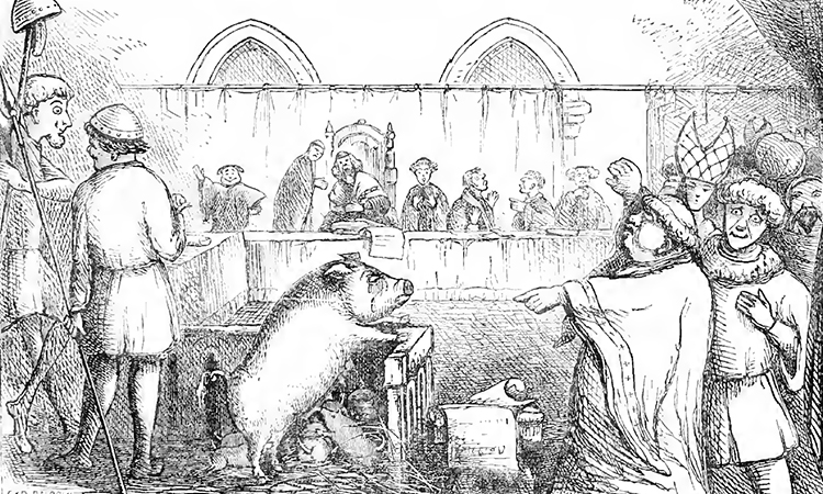 A pig on trial for murder in a courtroom