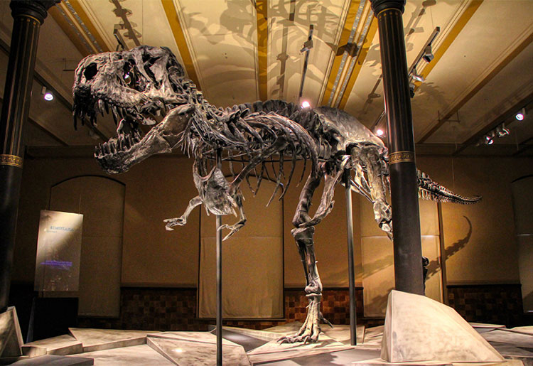 The World's 10 Best Dinosaur Museums | Historical Landmarks | History Hit