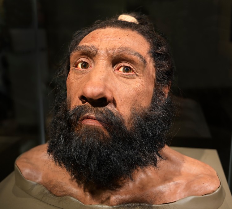 What Did Neanderthals Eat? | History Hit