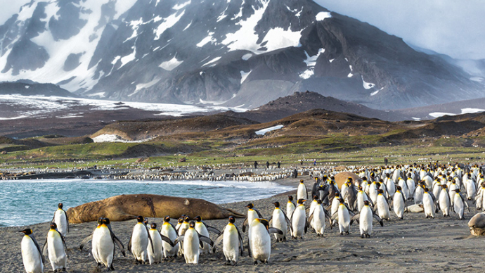 Falkland Islands | Attraction Guides | History Hit