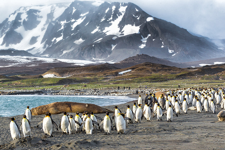 Falkland Islands - History And Facts | History Hit