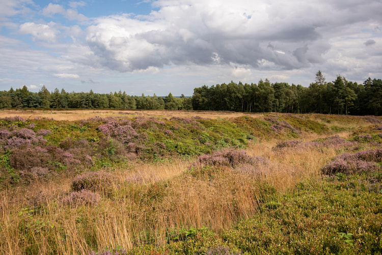 Cawthorn Roman Camps - History and Facts | History Hit