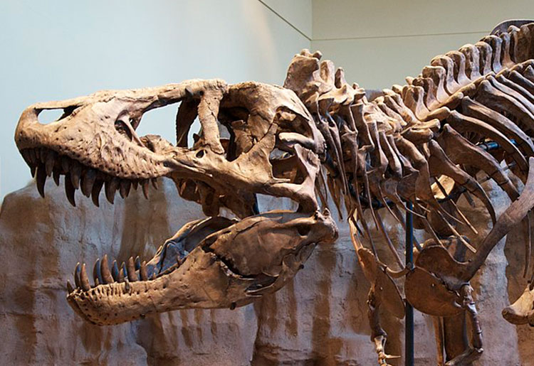 The World’s 10 Best Dinosaur Museums Historical Landmarks History Hit